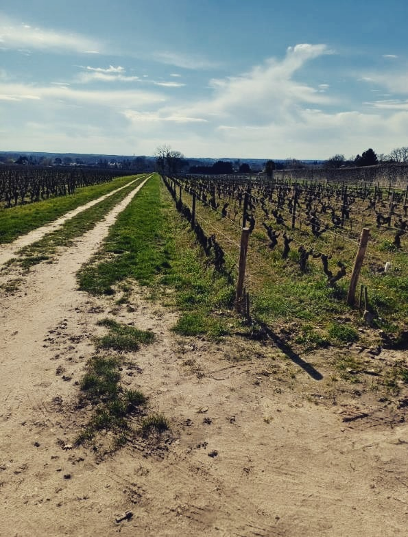 Petite virée dans le vignoble de Montlouis au domaine de la Taille au Loup chez Jean-Philippe Blot 😎 Accueil chaleureux de Madame BLOT qui nous a fait visiter le domaine et déguster leurs magnifiques cuvées 🍷😊